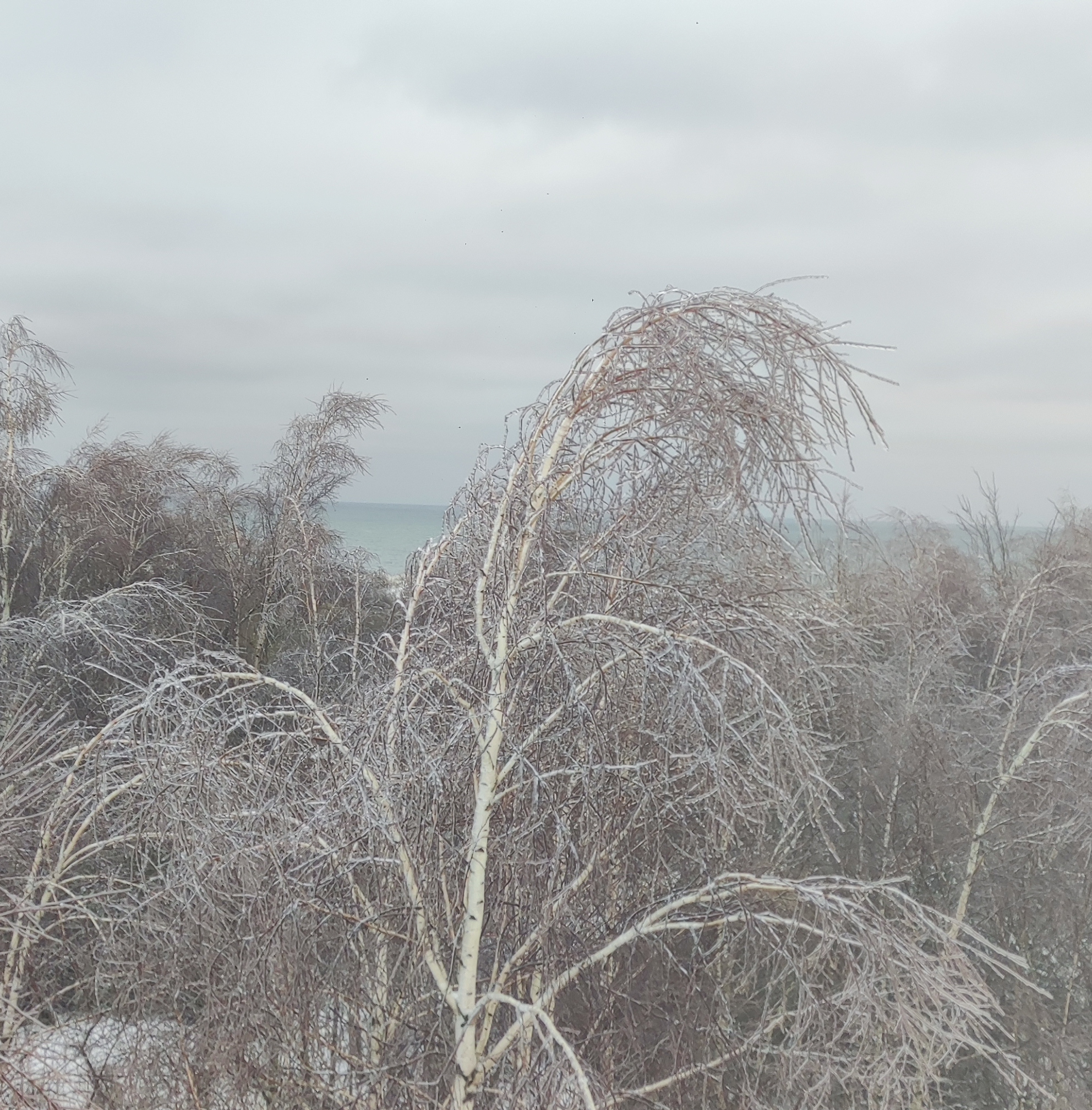 Сказочные берёзы